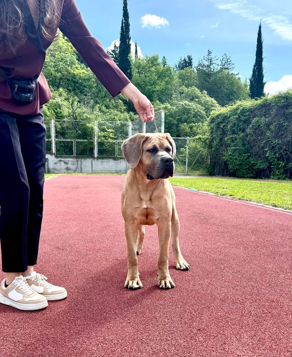 Продавам кученца Кане Корсо – ваксинирани, с паспорт и родословие