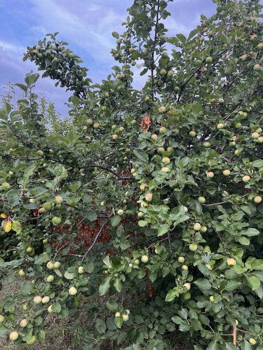 Продам 2 дачи СО «Элеваторщик»