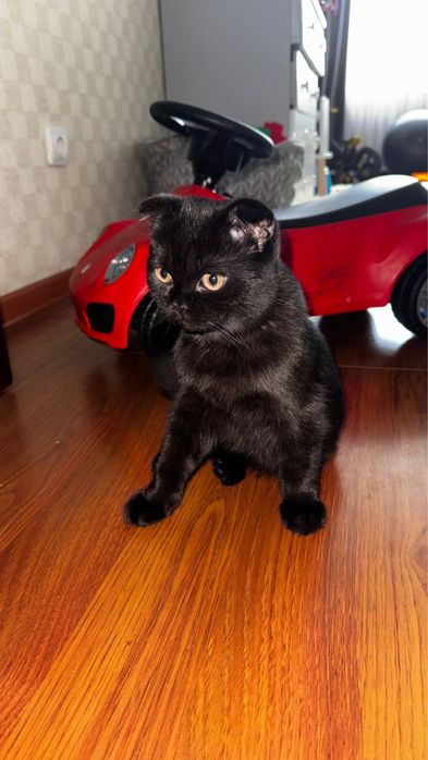 котенок скотиш фолд