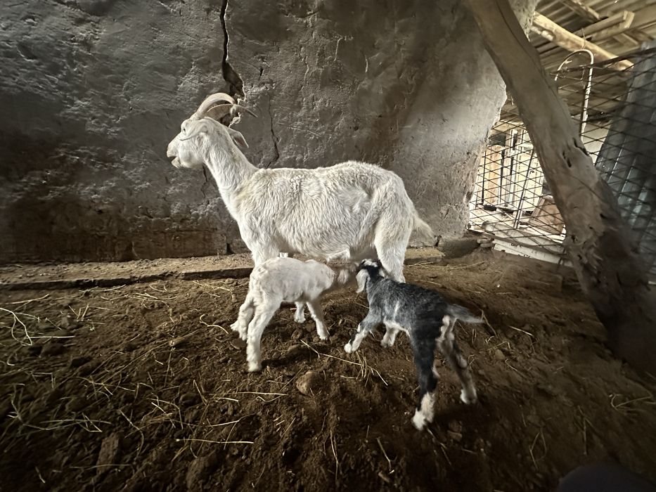 Ешкі  Коза сатылады