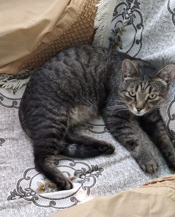 Отдам кота в добрые руки