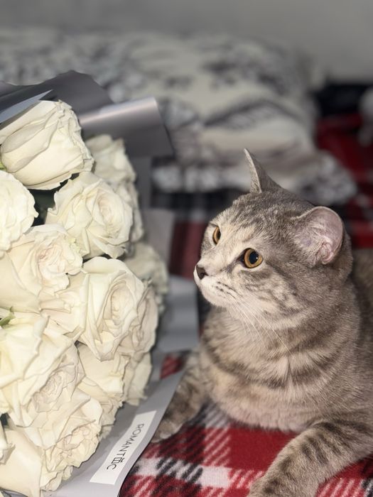 Продаю кошку 1,5 года