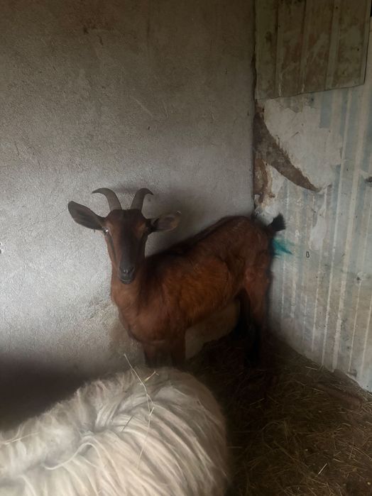 Vand capra alpin francez