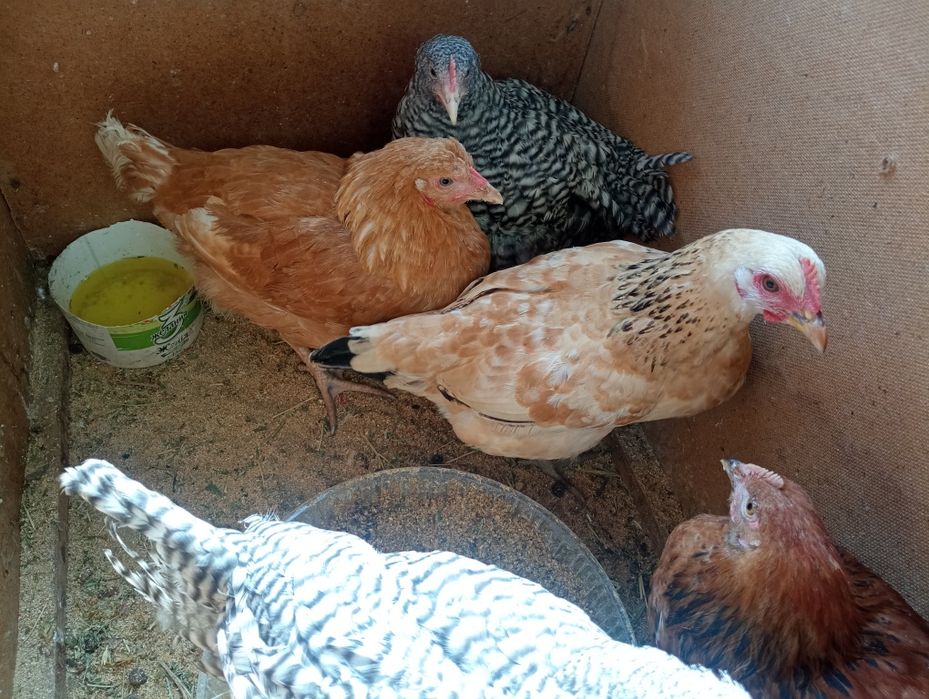 Балапандар балапандар