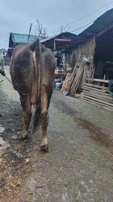 Vaca tânără de vânzare