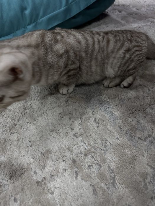Кошка продам Батыс 2 ……