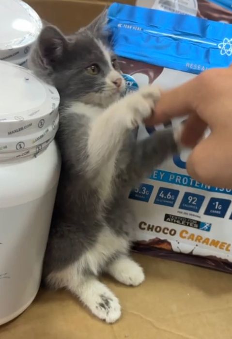 Котенок бесплатно