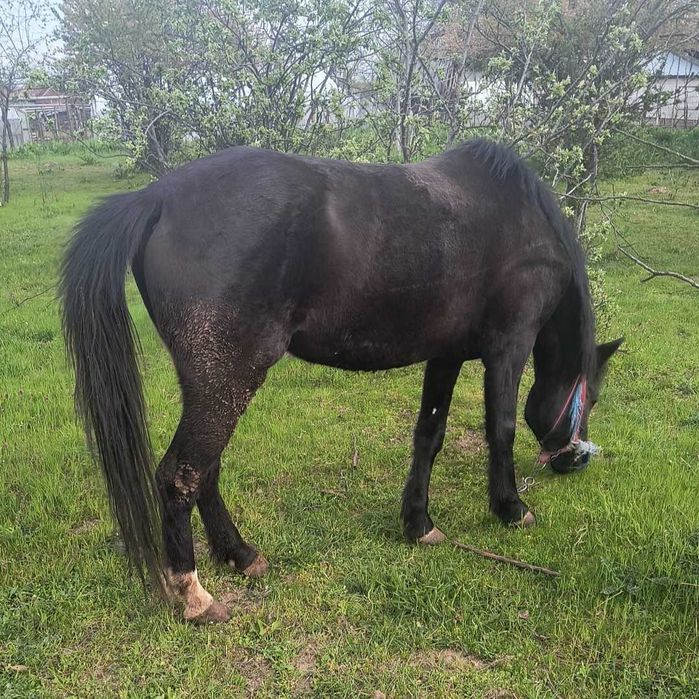 IAPĂ de vanzare, învățată să tragă la căruță