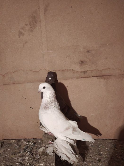 Серенвый галубка