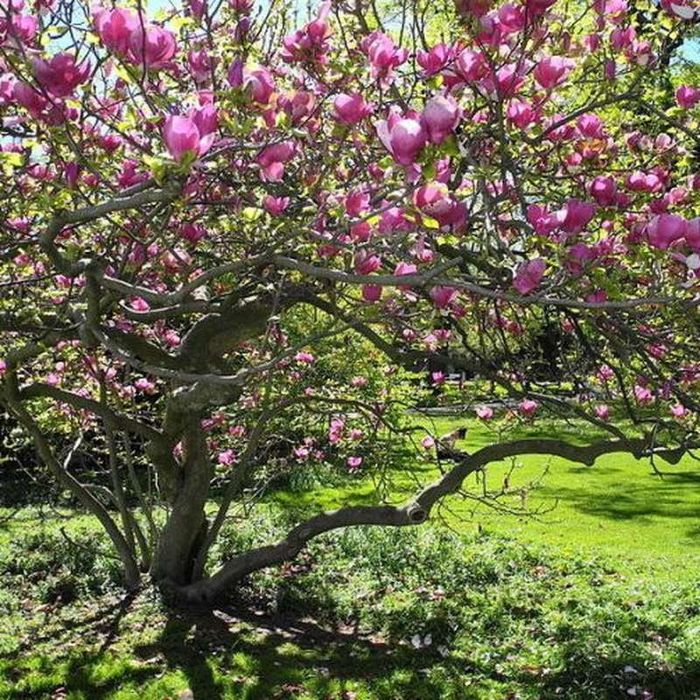 Магнолия Леней  (НОВО!) 100/120см