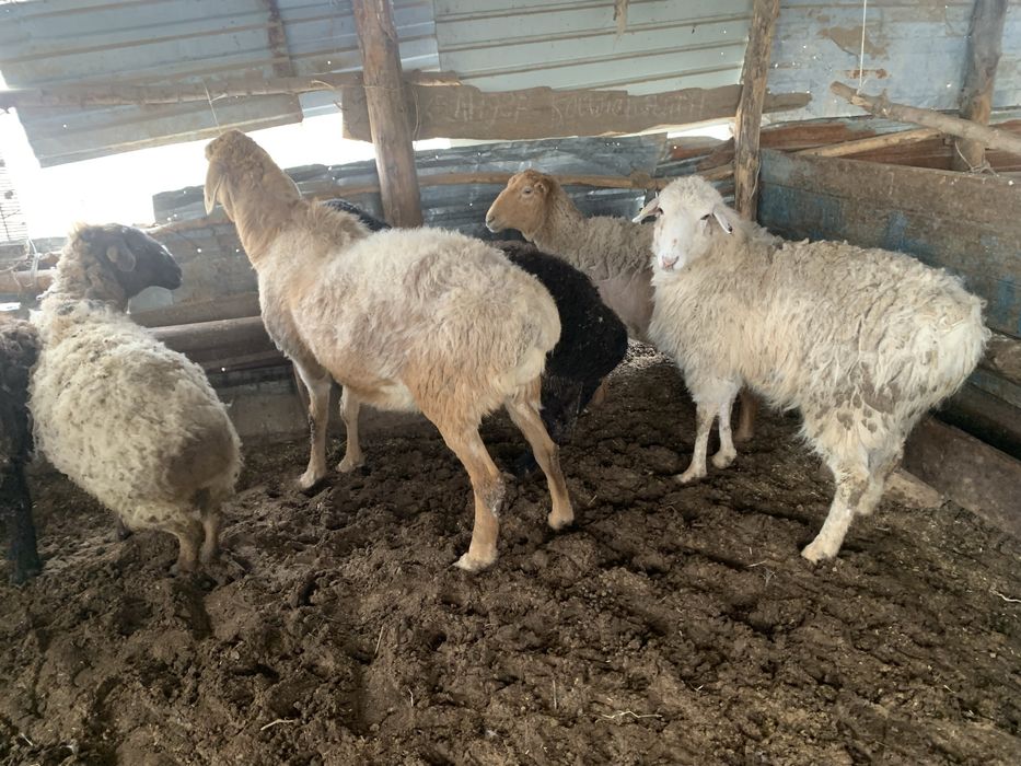 Семіз қойлар сатылады