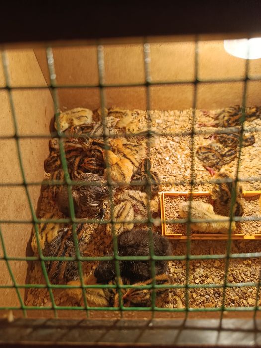 Продам циплят и перепелят