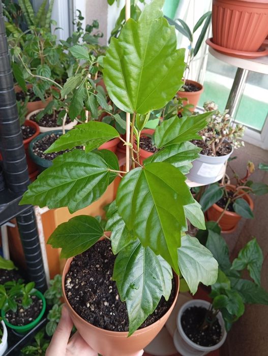 Продам растения цветы