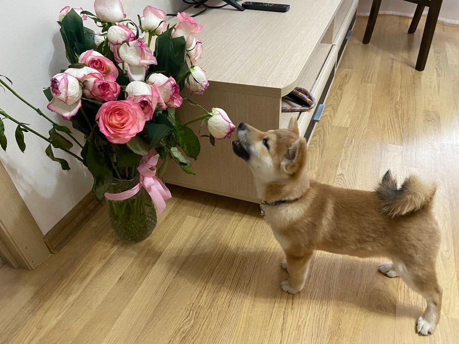 Продам щенка сиба-ину