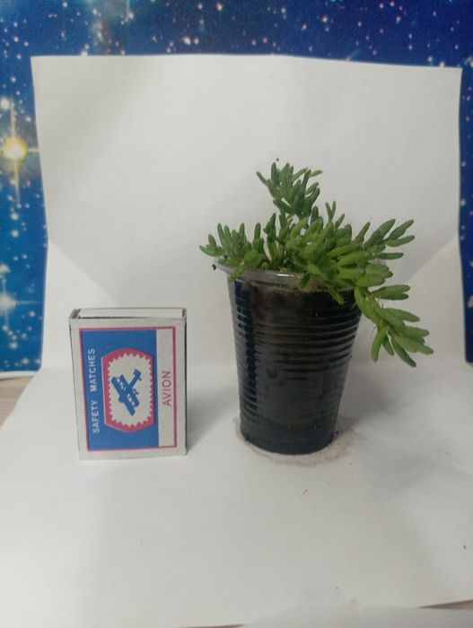 продам цветочки небольшие