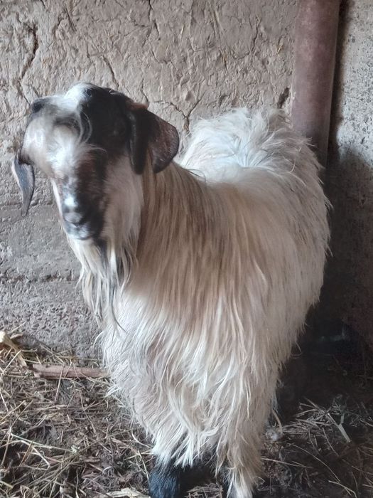 Kurka sotiladi karvon bozor