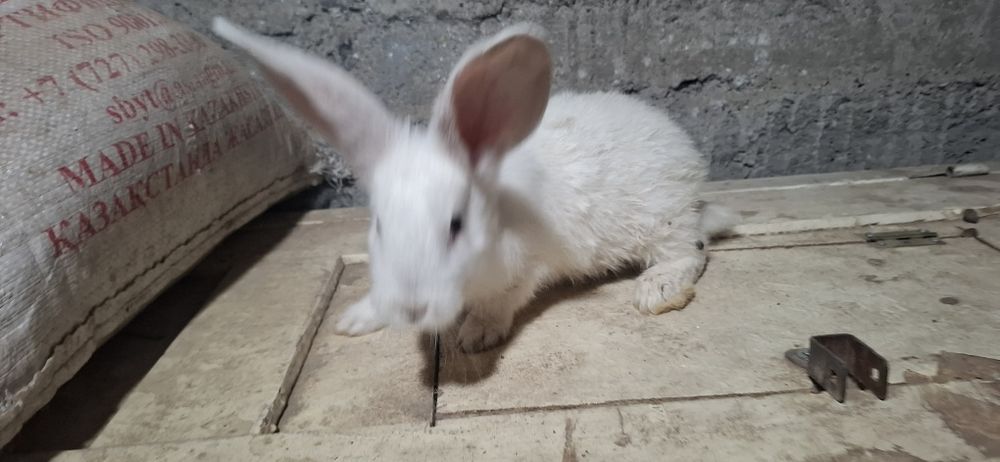 К р о л ь ч а т а