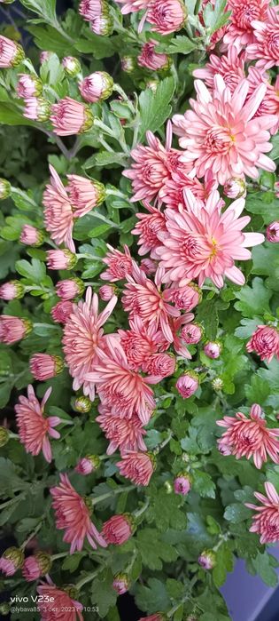 Продам хризантемы