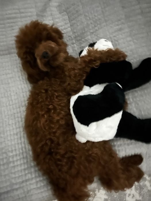 Карликовый пудель продажа