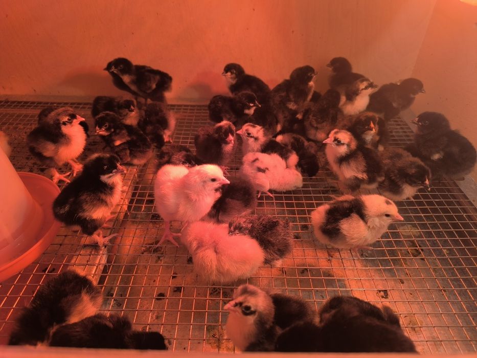 Цыплята домашние