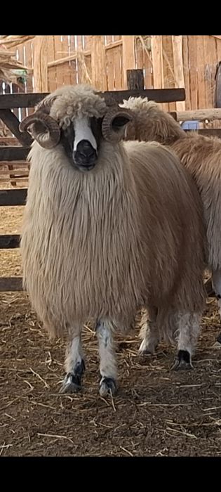 Miori cu certificat de origine și noatin