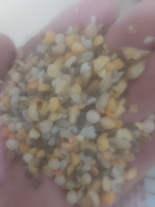 Отходы зерноотходы Отруби Полова