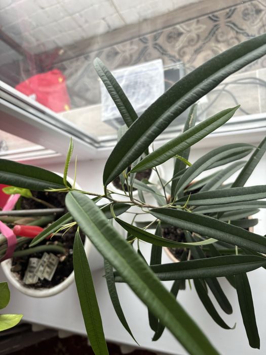 Цветы комнатные большие