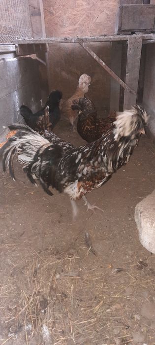 Pasari și  ouă incubat paduana și motata olandeza