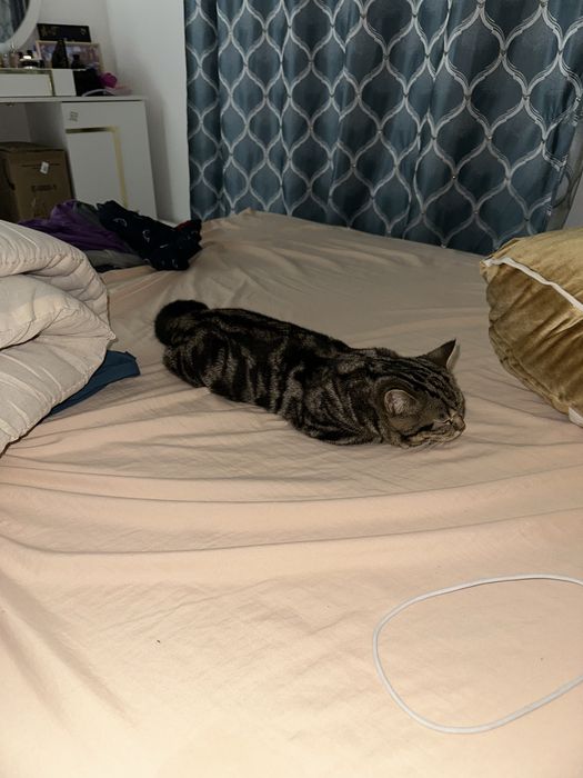 Продается шотландский (скоттиш страйт) кот!