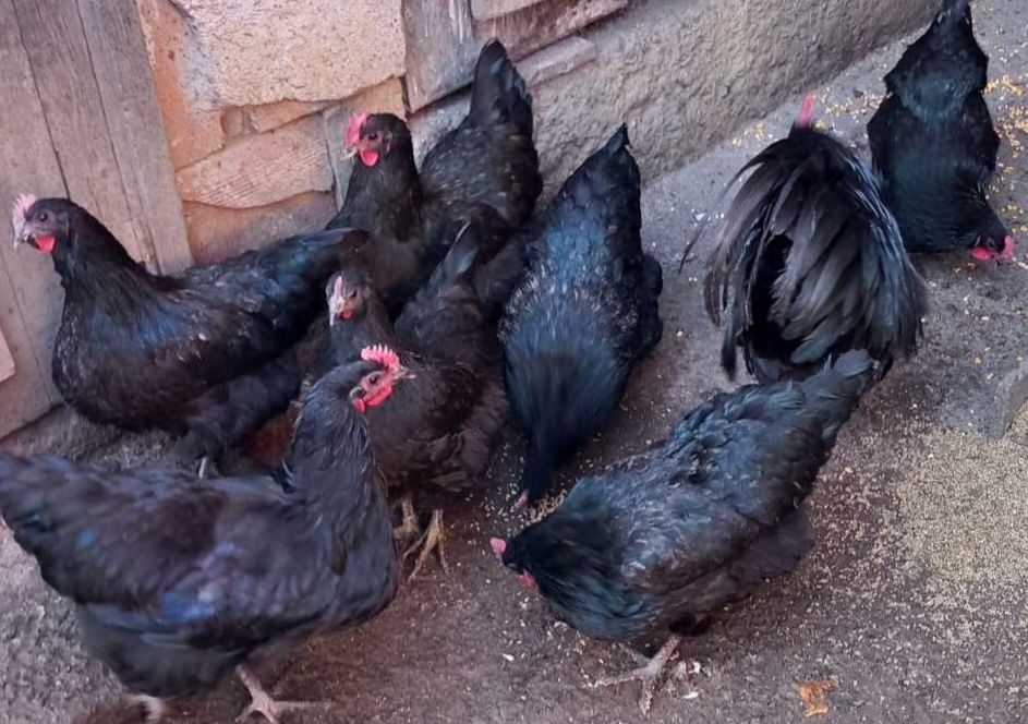 Заплодени яйца от черен Австралорп