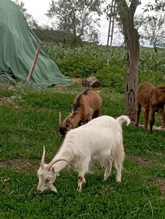 Vând 2 capre și iezi