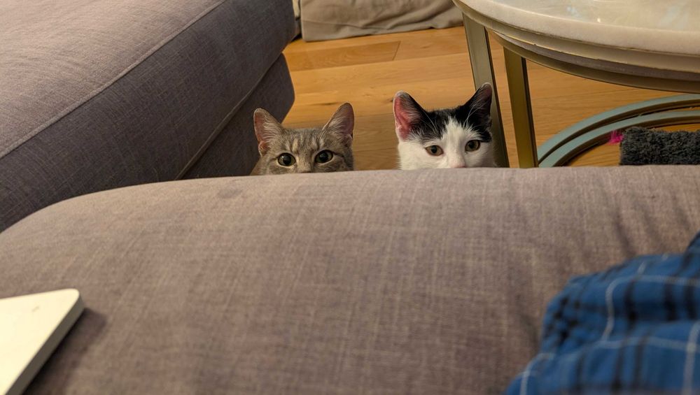 Adopție pisici Bucuresti: Rosie & Suri, surori iubitoare si sociabile!