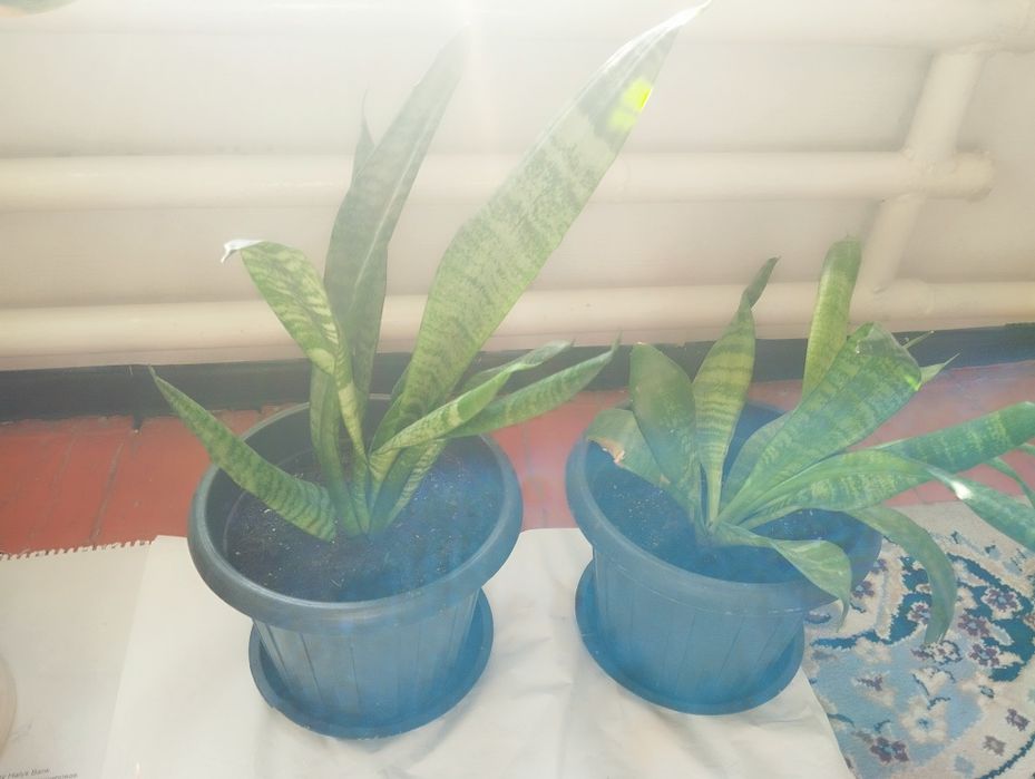 Комнатные цветы/ бөлме гүлдері