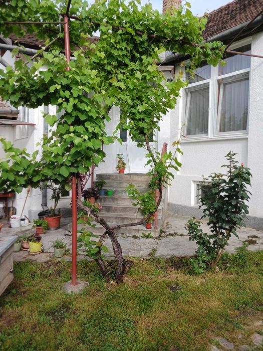 Tarnaveni - Gospodarie de vanzare