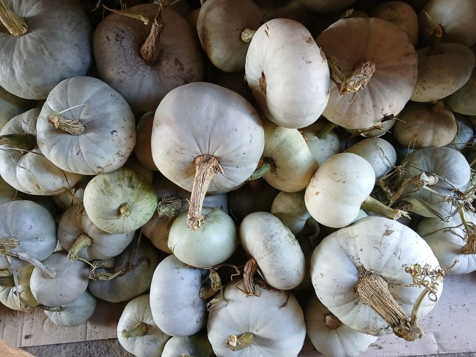 Dovleci dulci, ludăi din cultură ecologică, cantitate limitată