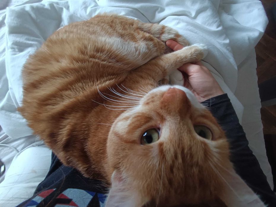 котки котки котики