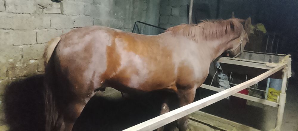 Той сотилади айгир