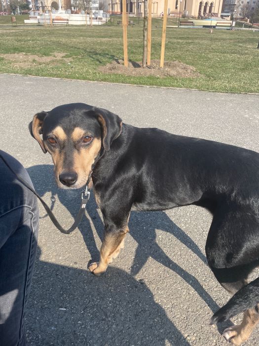 Donez catel metis negru cu pete fe foc