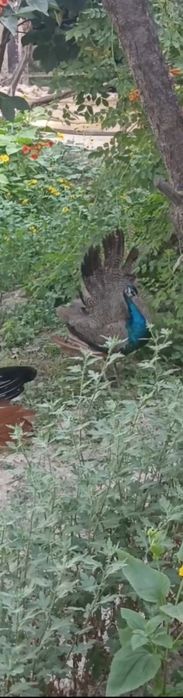 Tus Tovuq Xuroz sotiladi