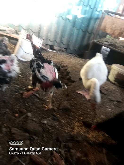 Продам  2 дакана