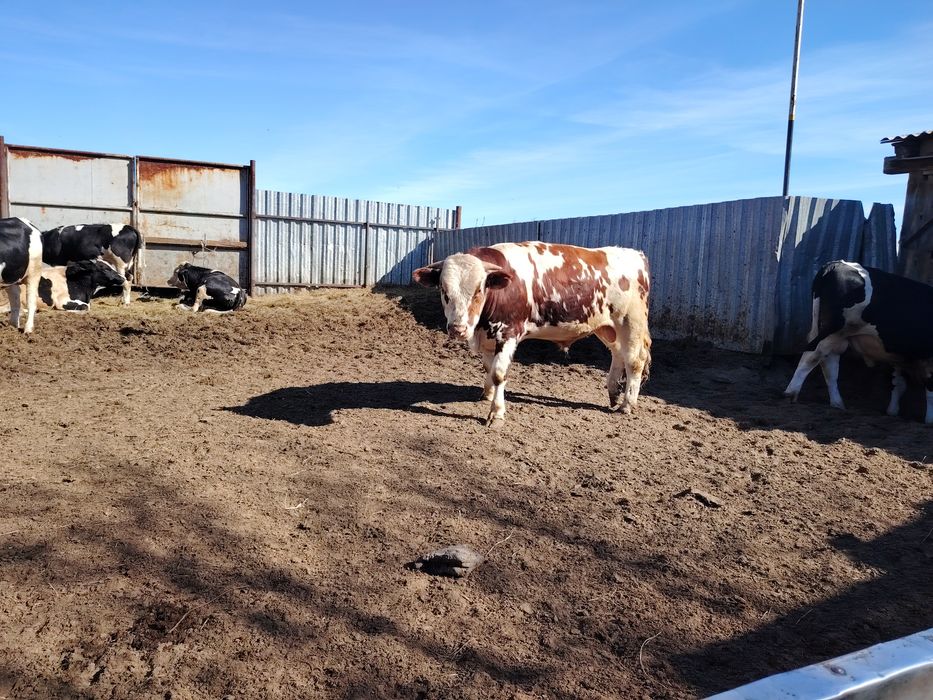 Продам быков 11 голов