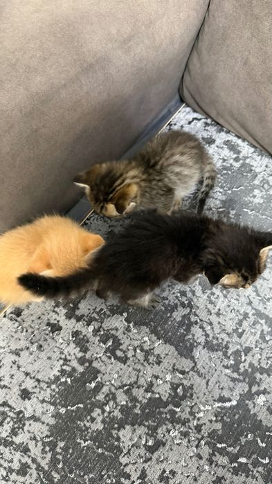Сибирские котята