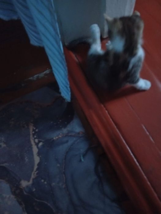 котенок отдам  к лотку приучин
