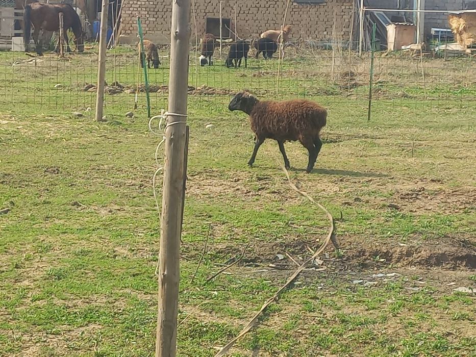 Жайдари кузи совликлар