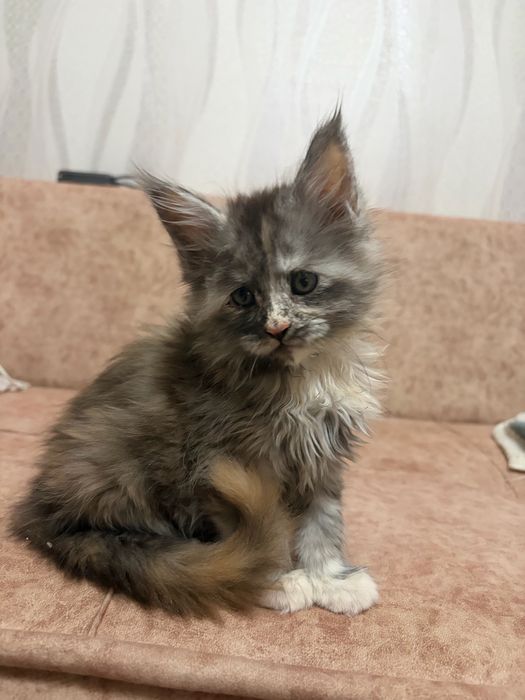 Котята Мейн-кун , великаны