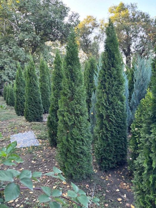 Туя смарагд 1,8-2м.