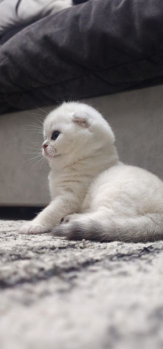 Смотришь фолд Кошечка