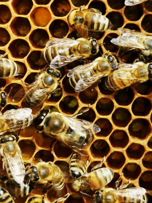 Vand 20 de familii albine, stupi verticali cu cat 1/1, 10 rame