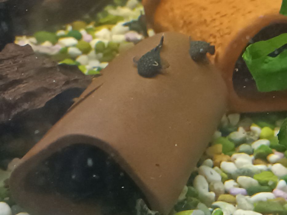 Сомчета Анциструс