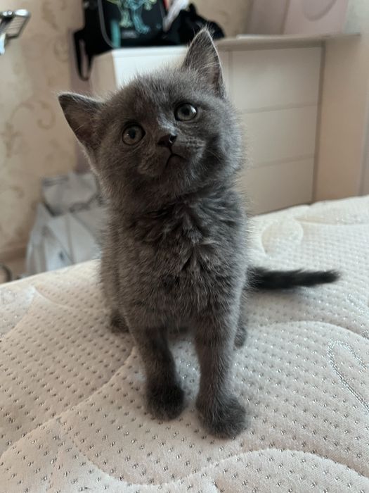 Продам котенка британец